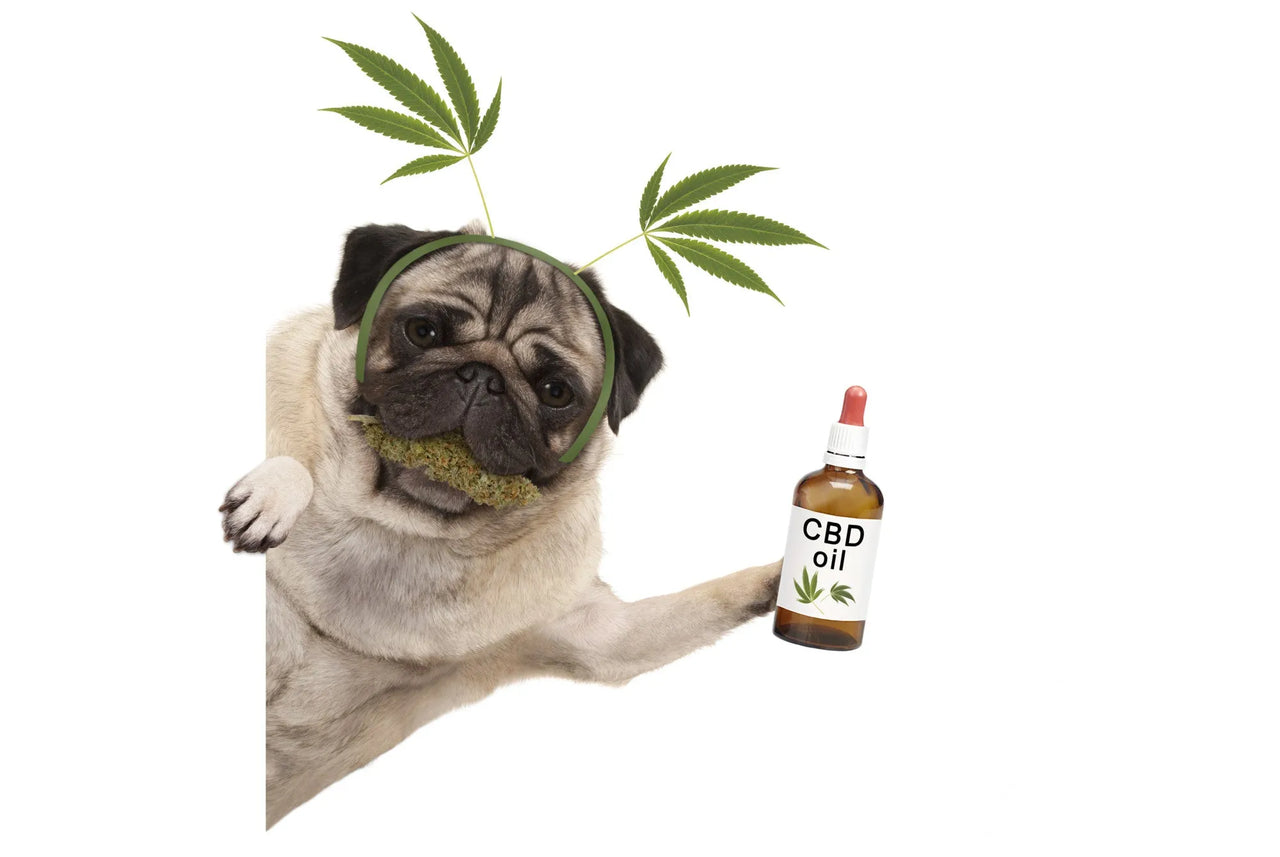 CBD Dosing for Dogs and Other Pets: Everything You Need to Know